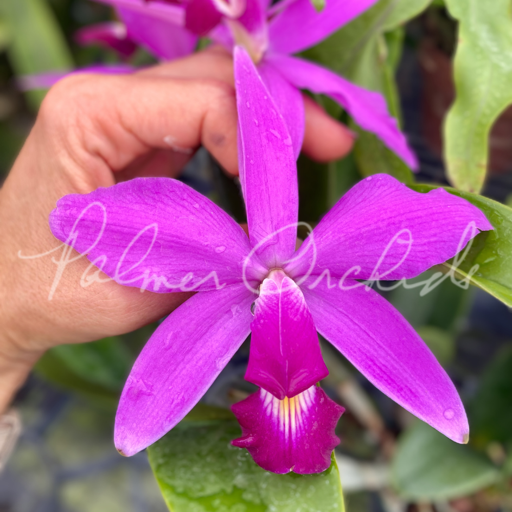 希少　Petrus Joannes Mantegatia 1785 フルサイズ Cattleya violacea 'Big Jane' — Palmer Orchids